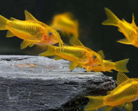 The Top 10 Catfish for Your Aquarium - Fishly