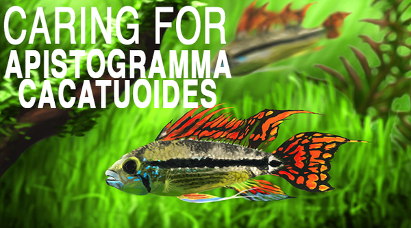 Caring for Apistogramma Cacatuoides