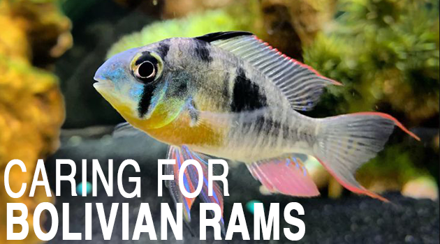 lidelse Nominering Formode Caring for Bolivian Ram Cichlids