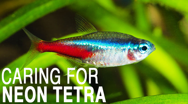 Caring for Neon Tetra