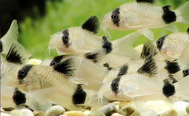 Cory catfish top tropical fish
