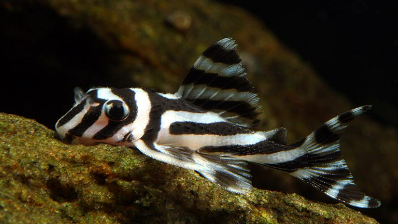 L46 pleco best sale care