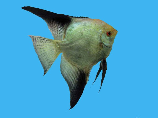 Live Bulgarian Angelfish – Top Quality, Peaceful Freshwater, UPS Next Day Air From US Seller