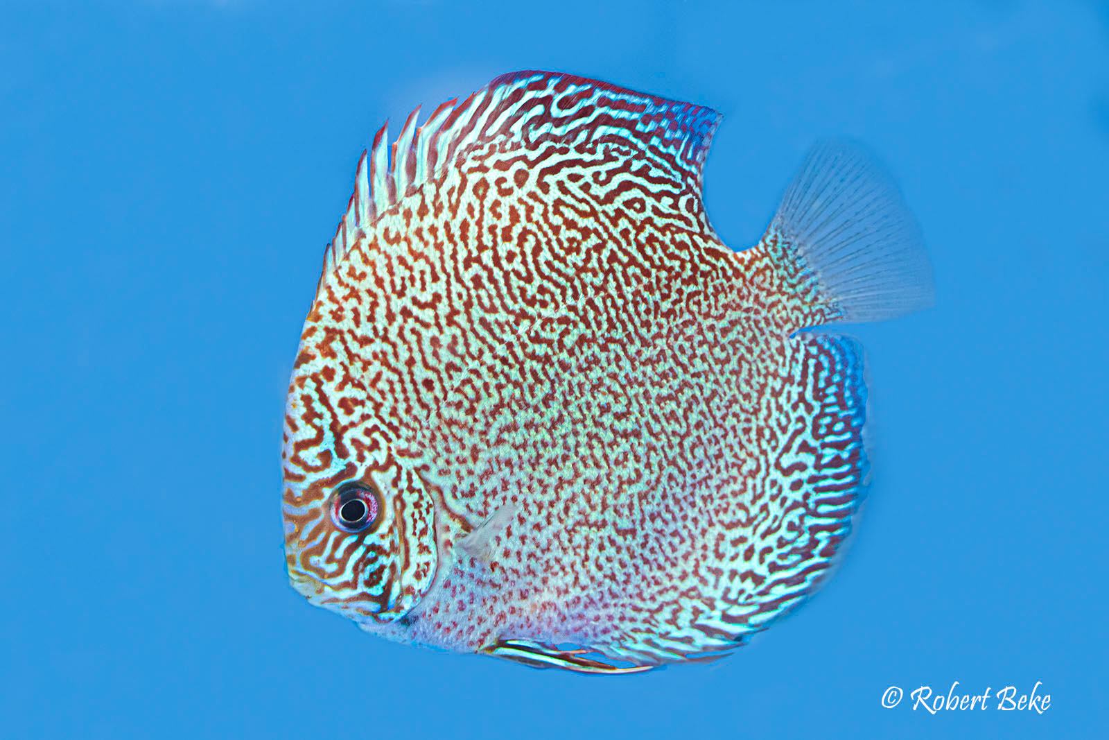 Leopard Snakeskin Discus