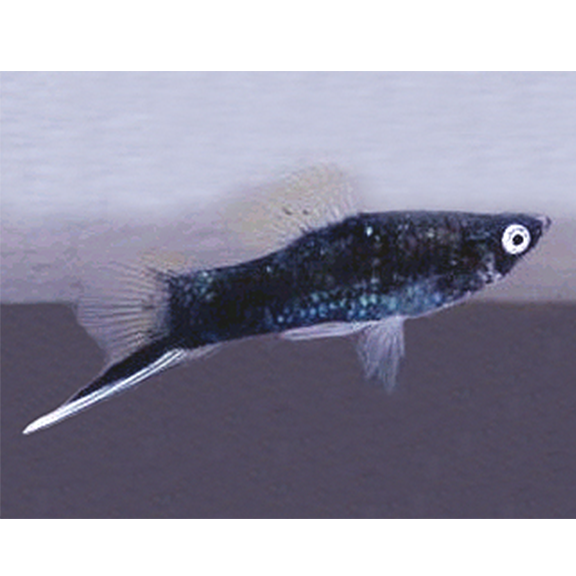 Assorted Swordtail