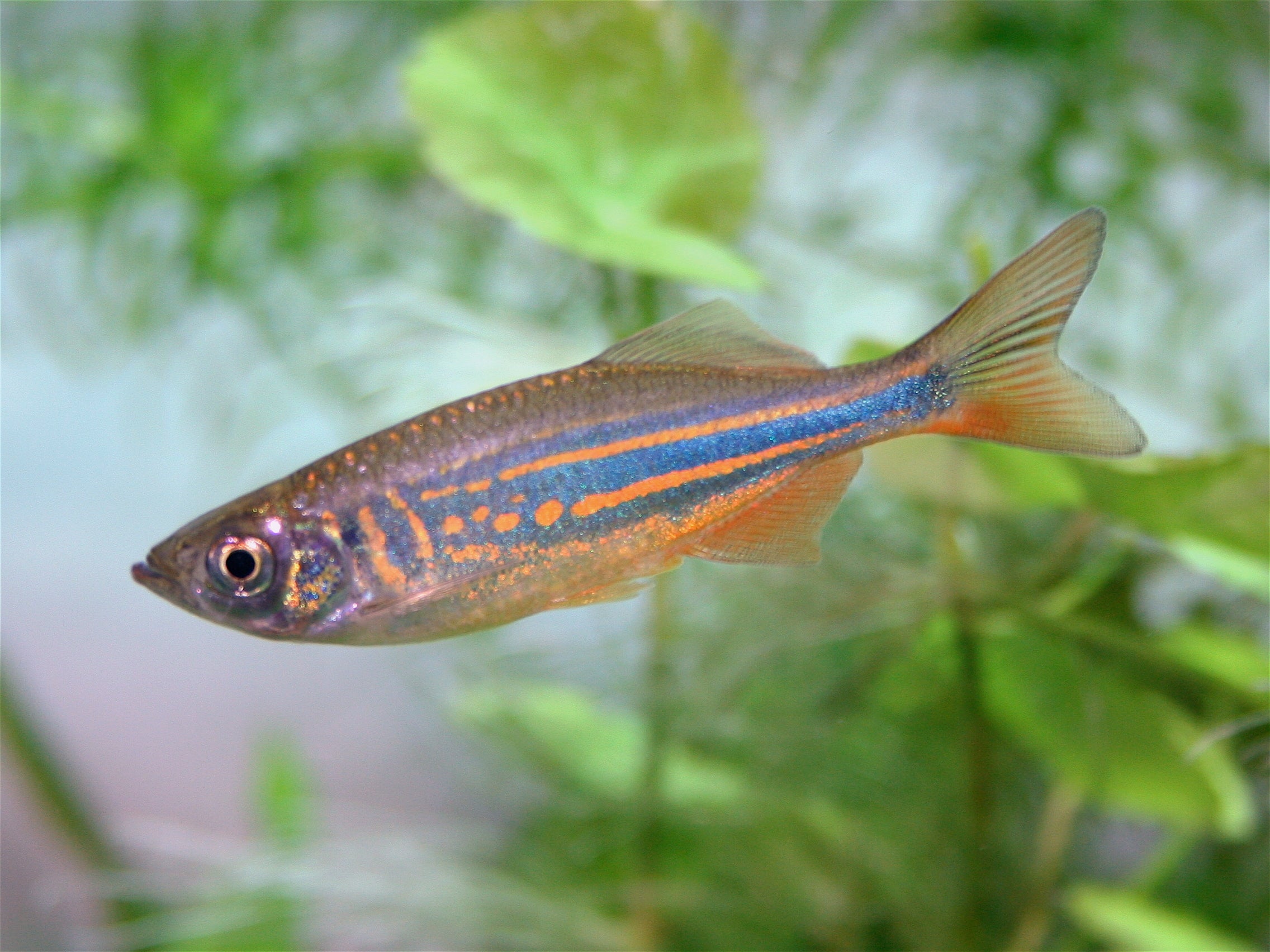 danio