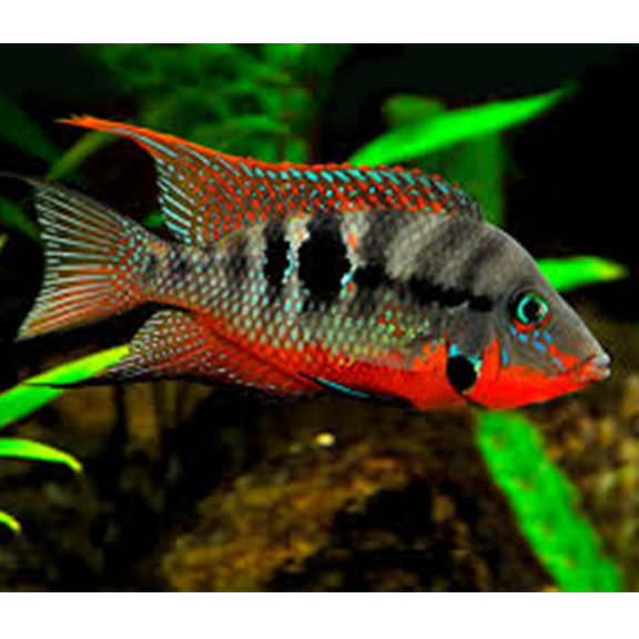 Firemouth Cichlid - Fishly