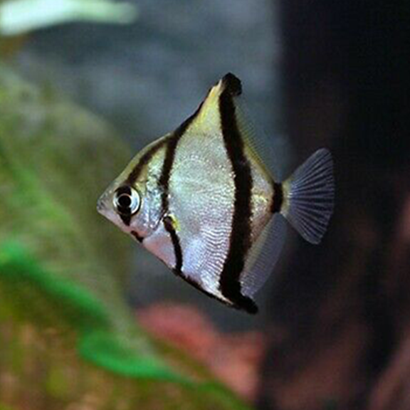 Mono angel top fish food