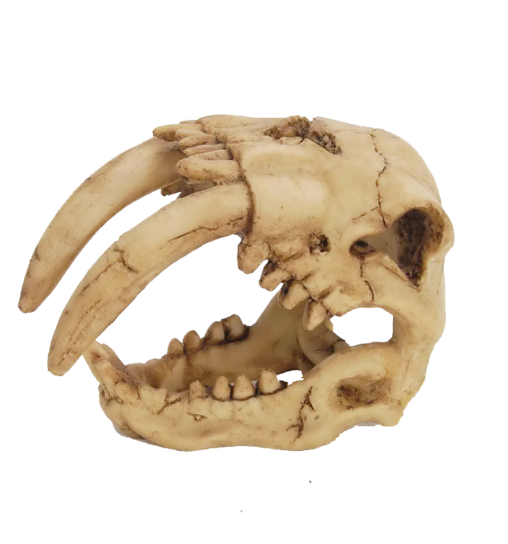Saber Tooth Tiger Skull Aquarium Ornament - Fishly