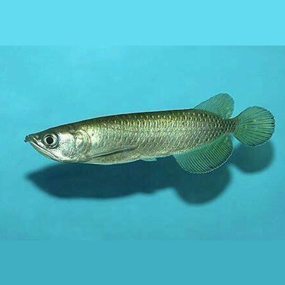 Jardini sales arowana care