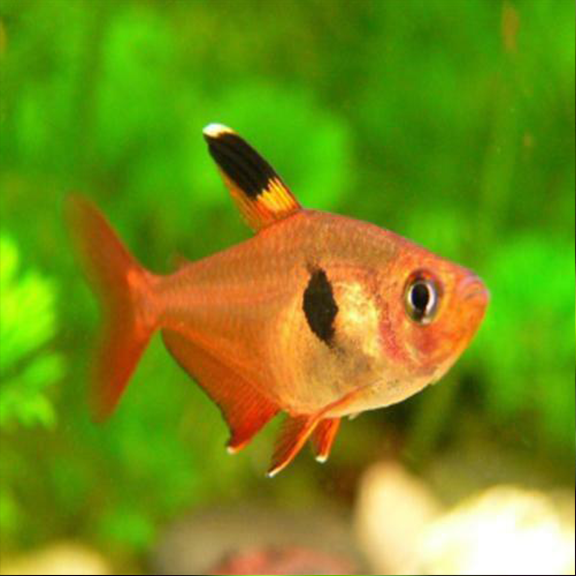 Red Phantom Tetra - Fishly