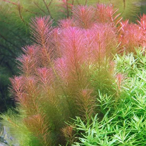 Red Pinetree (Rotala Wallichii) - Fishly