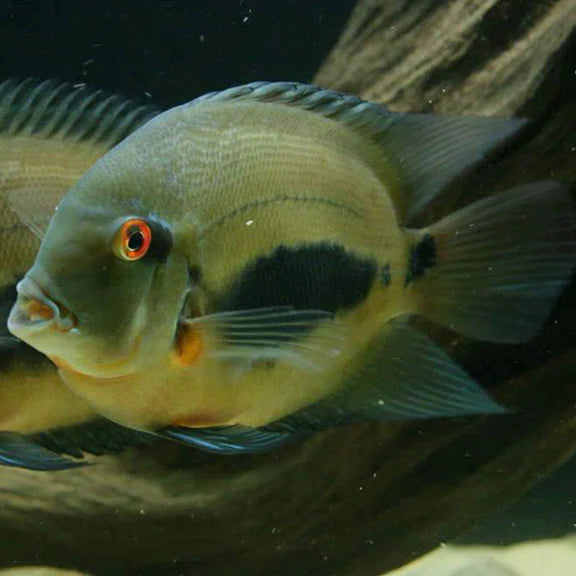 Uaru Cichlid