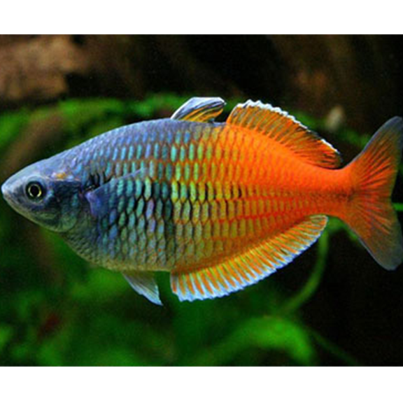 Rainbow Tropical Fish Three Stripe Rainbowfish Melanotaenia