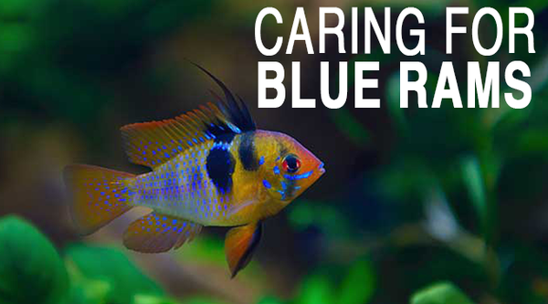 Caring for Blue Ram Cichlids