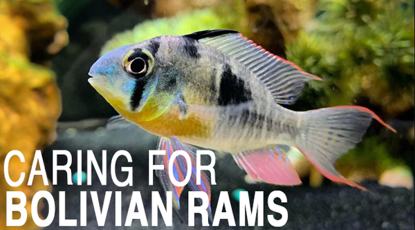 Caring for Bolivian Ram Cichlids