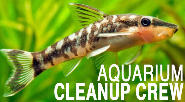 How to Setup a Successful Cleanup Crew Inside your Aquarium