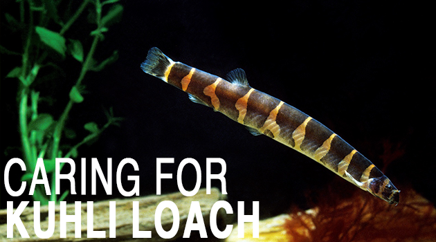 Caring for Kuhli Loaches