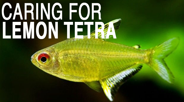 Caring for Lemon Tetra