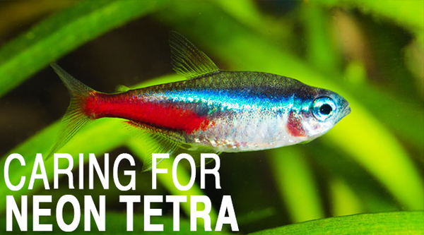 Caring for Neon Tetra