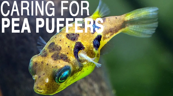 Pea puffer fish care best sale