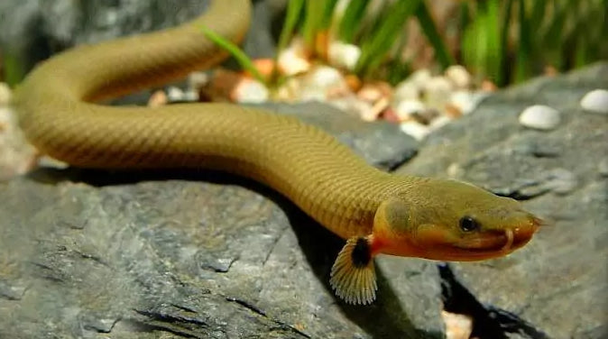 Top 5 Weird and Wonderful Aquarium Fish