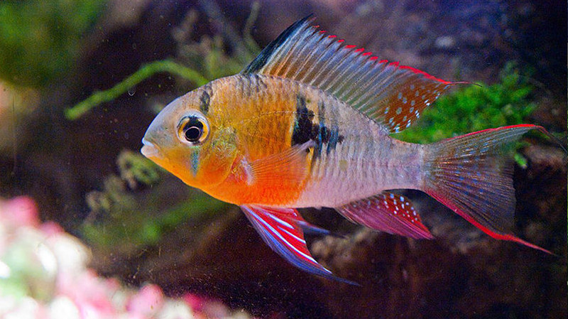 Top 10 Cichlids for Small Aquariums! - Fishly