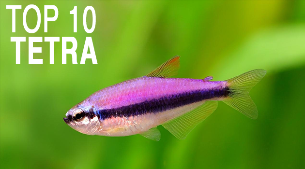 Top 10 Tetra for your Aquarium