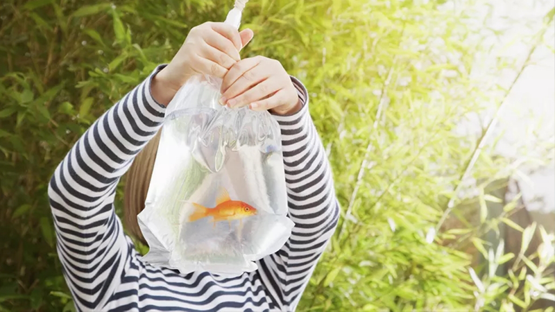 Acclimating Fish to an Aquarium - Fishly