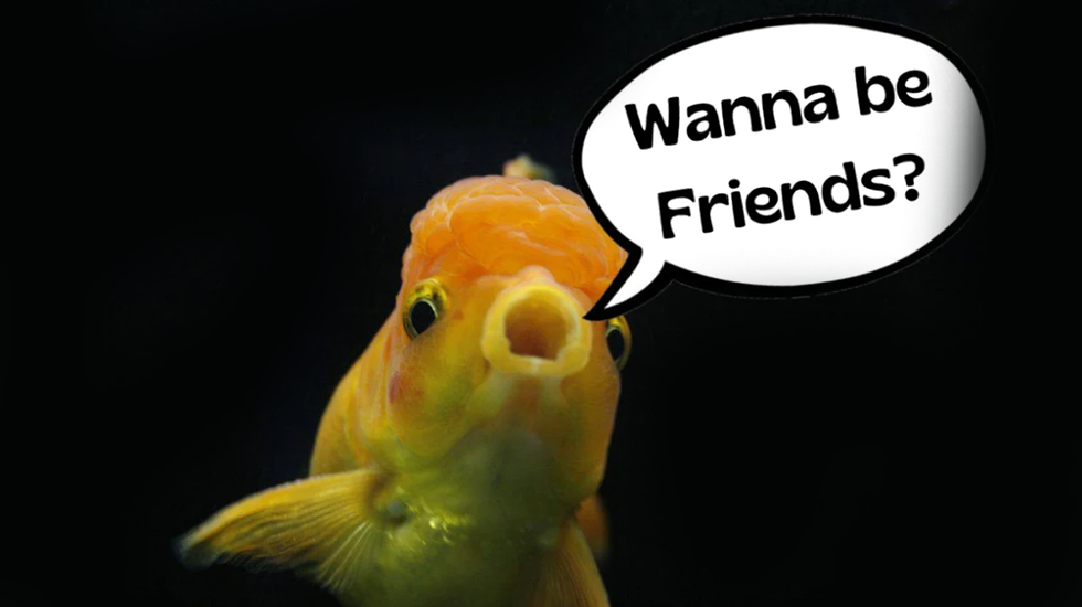 Friendship Fish Examples Top 5 Friendly Fish!