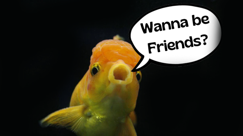 Top 5 Friendly Fish! - Fishly