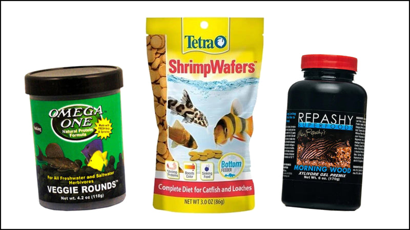 Top 3 Pleco Foods! - Fishly