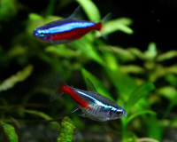 The difference between Neon & Cardinal Tetras - Fishly