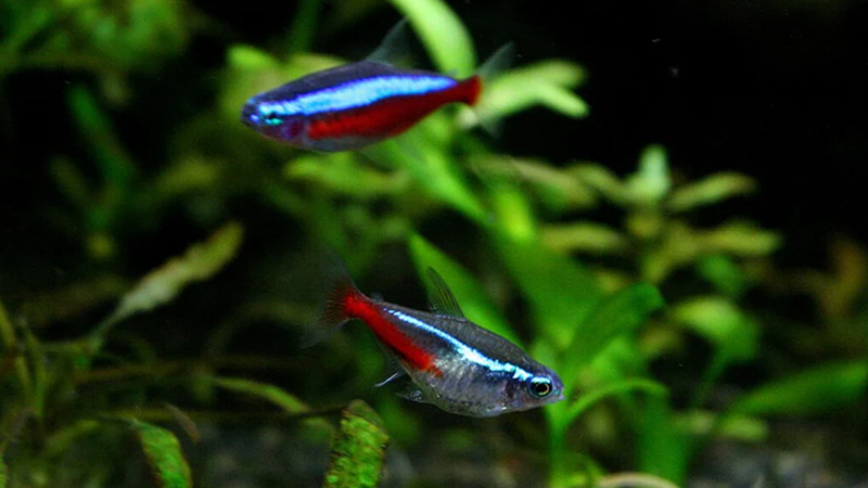 The difference between Neon & Cardinal Tetras - Fishly