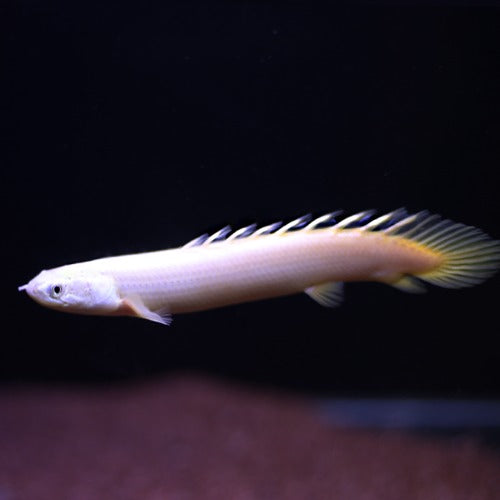 Leucistic Senegal Bichir