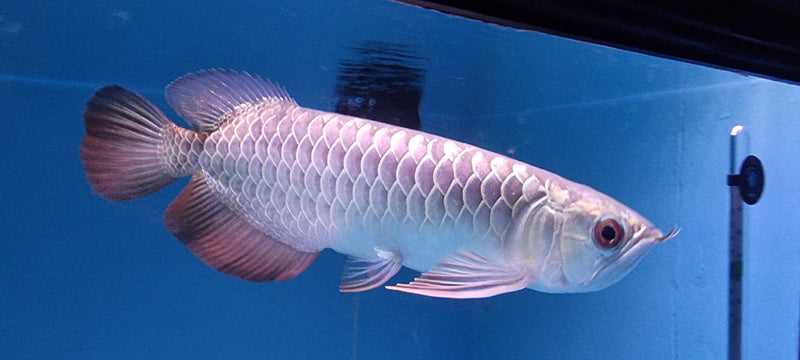 24K Gold Crossback Asian Arowana