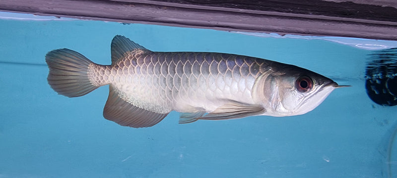 24K Gold Crossback Asian Arowana