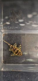 King Tiger Pleco (L333)