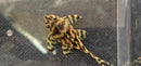 King Tiger Pleco (L333)