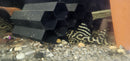 King Tiger Pleco (L333)