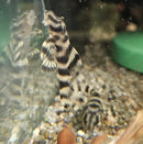 Big Band Tiger Pleco (L140)