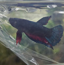 Plakatt Betta Male (blue/red)