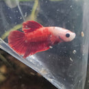 Plakatt Betta Male (red)