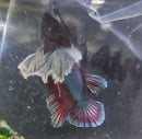 Elephant Ear Plakatt Male Betta