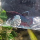 Elephant Ear Plakatt Male Betta