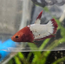 Red Copper Jacket Plakatt Male Betta