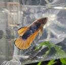 Yellow Picasso Plakatt Male Betta
