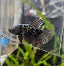 Avatar Copper Jacket Plakatt Male Betta