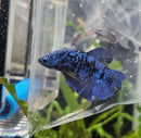 Avatar Blue Plakatt Male Betta