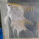 Red Cap Gold Diamond Angel Fish